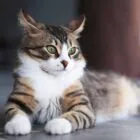 ¿Cuántos años vive un gato? Esperanza de vida de los felinos