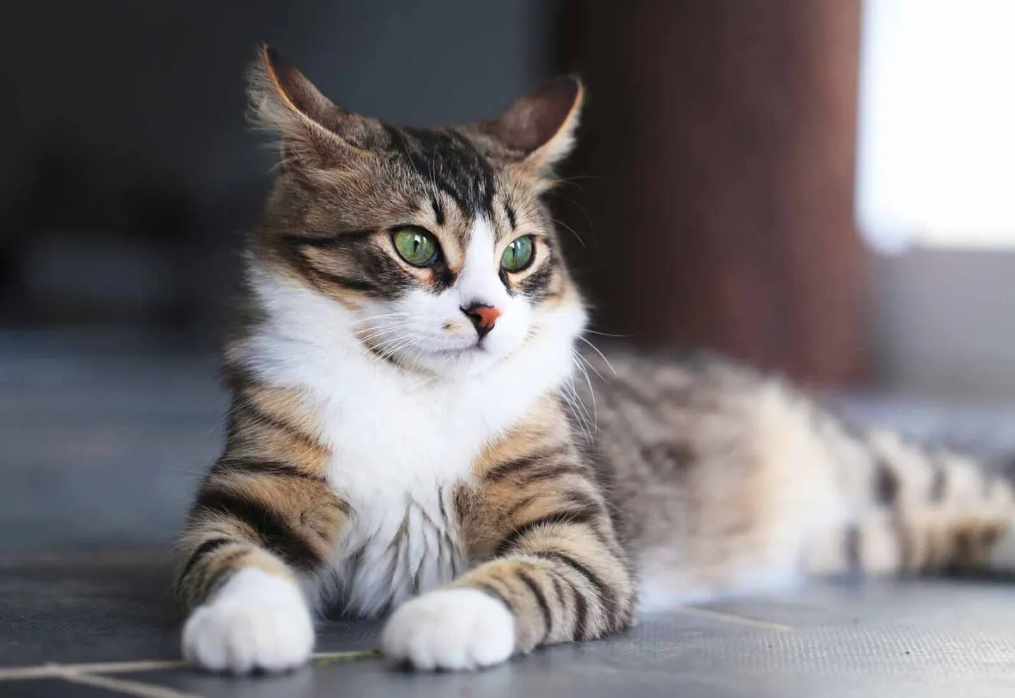 ¿Cuántos años vive un gato? Esperanza de vida de los felinos