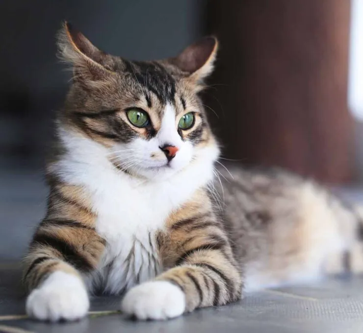 ¿Cuántos años vive un gato? Esperanza de vida de los felinos