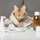 Calicivirus felino: qué es y qué síntomas tiene