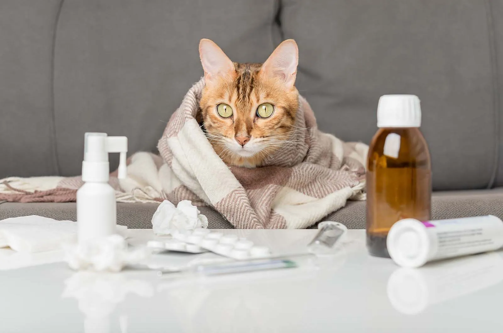 Calicivirus felino: qué es y qué síntomas tiene