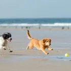 Consejos para ir a la playa con perros