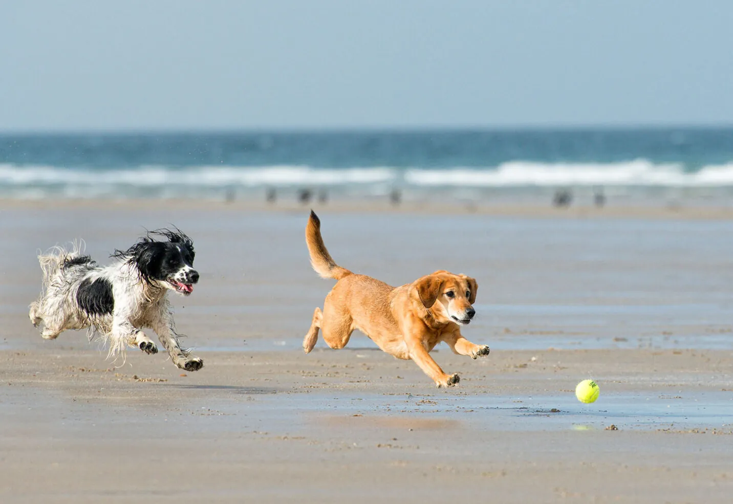 Consejos para ir a la playa con perros