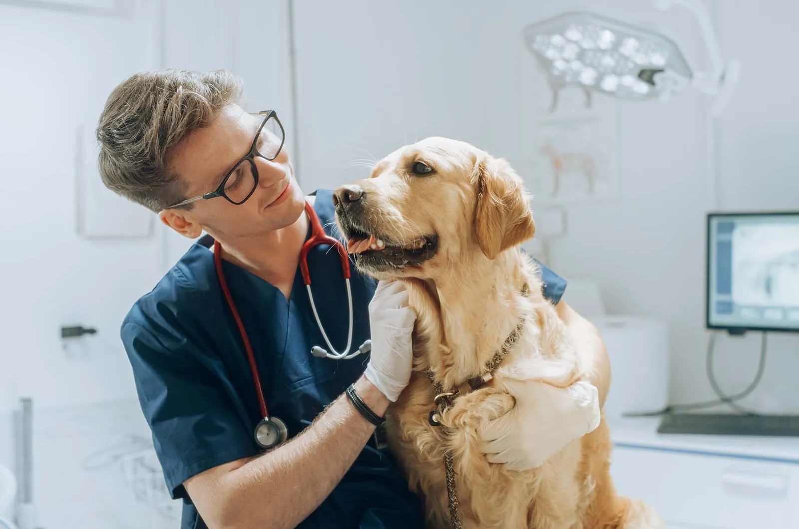 Síntomas de obstrucción intestinal en perros: qué es un fecaloma