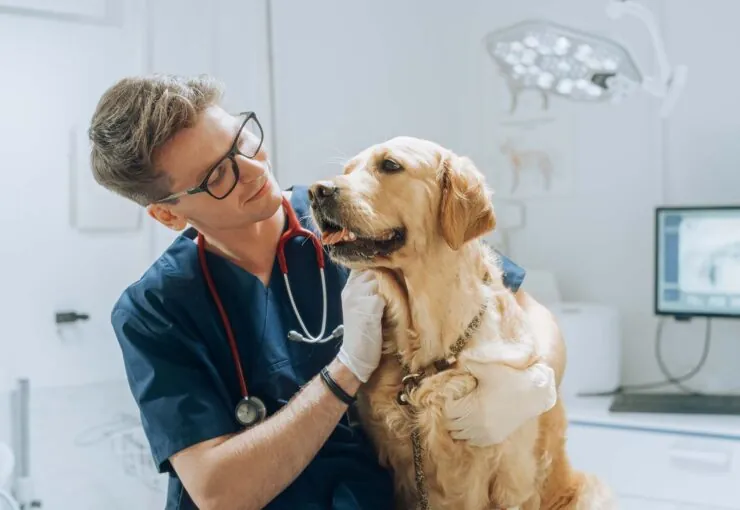 Síntomas de obstrucción intestinal en perros: qué es un fecaloma