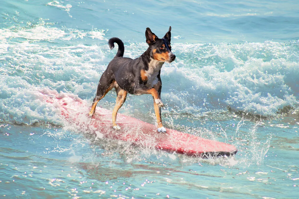 DingoDog Surf 2025 llega a Suances: deporte, solidaridad y amor por los animales