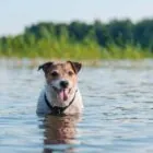 Cómo refrescar a tu perro en verano: 10 consejos