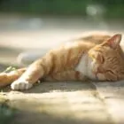 Golpe de calor en gatos: síntomas, efectos y tratamiento