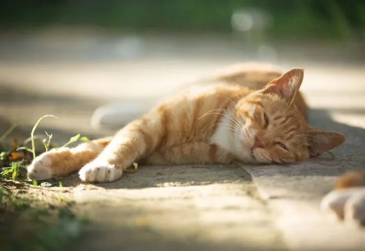 Golpe de calor en gatos: síntomas, efectos y tratamiento
