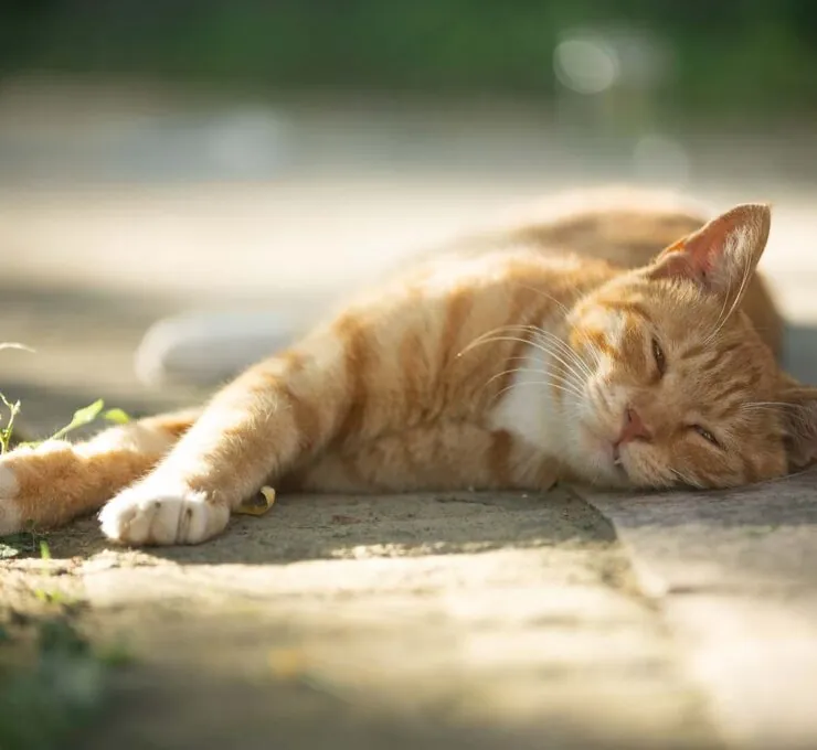 Golpe de calor en gatos: síntomas, efectos y tratamiento
