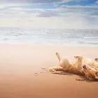 Mejores playas para perros en España 2025