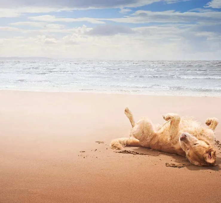 Mejores playas para perros en España 2025