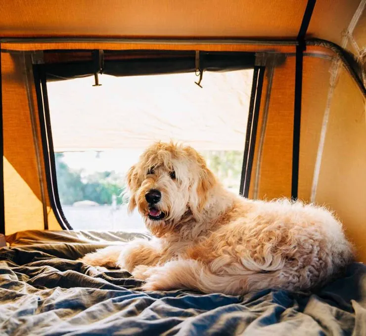 10 destinos para viajar con perros dentro y fuera de España