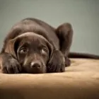 Intoxicaciones en perros y gatos, qué son, cómo se producen y cómo actuar