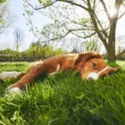 ¿Por qué mi perro se pone tumbado al sol en verano?