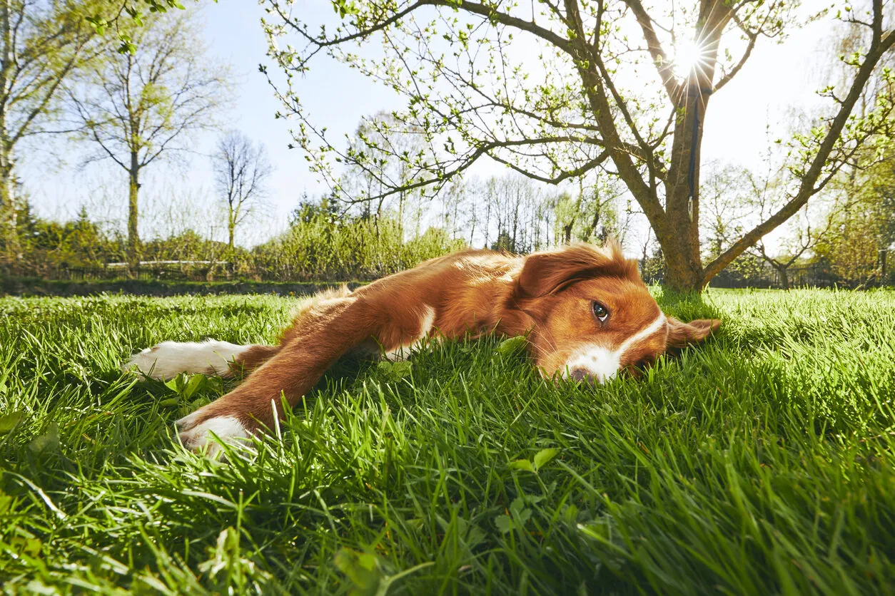 ¿Por qué mi perro se pone tumbado al sol en verano?