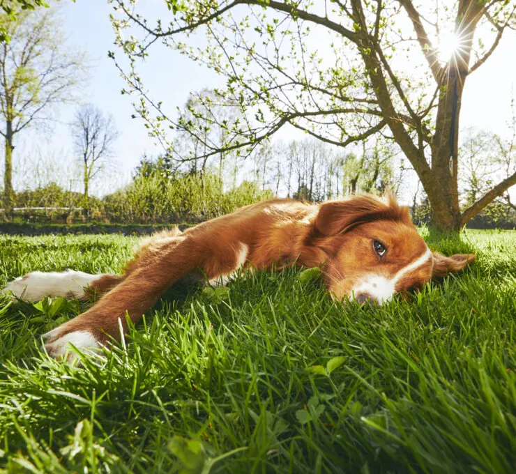 ¿Por qué mi perro se pone tumbado al sol en verano?