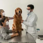 ¿Los perros pueden tener resfriados o gripe?