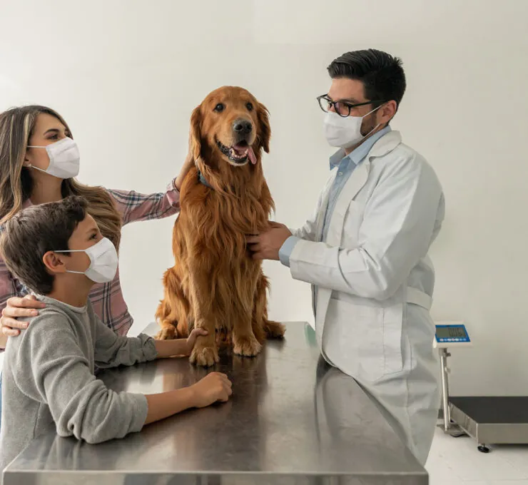 ¿Los perros pueden tener resfriados o gripe?