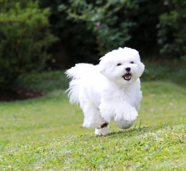 Bichón Maltés: características y cuidados de la raza de perro