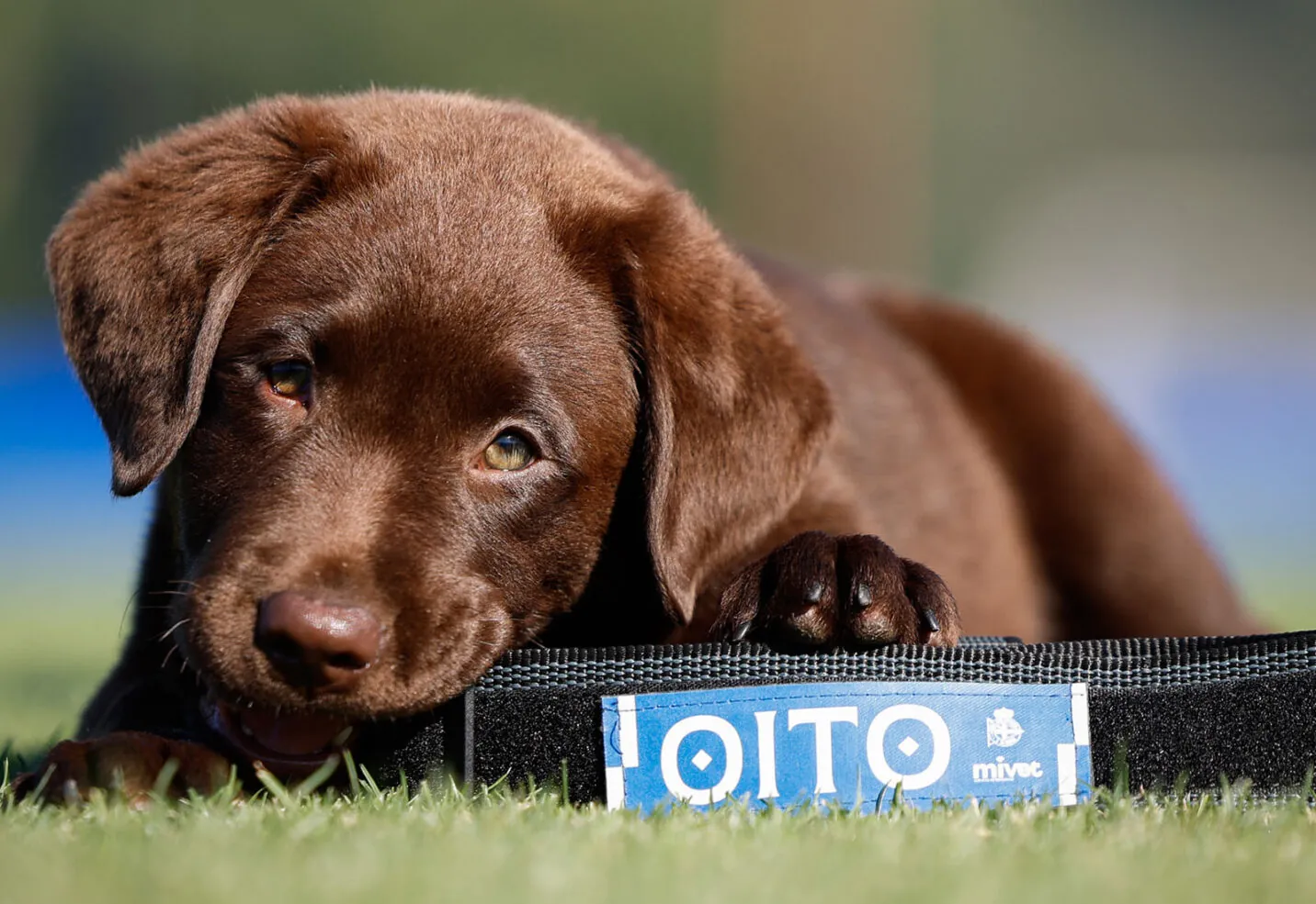MiVet, veterinario oficial de Oito, la nueva mascota del RC Deportivo