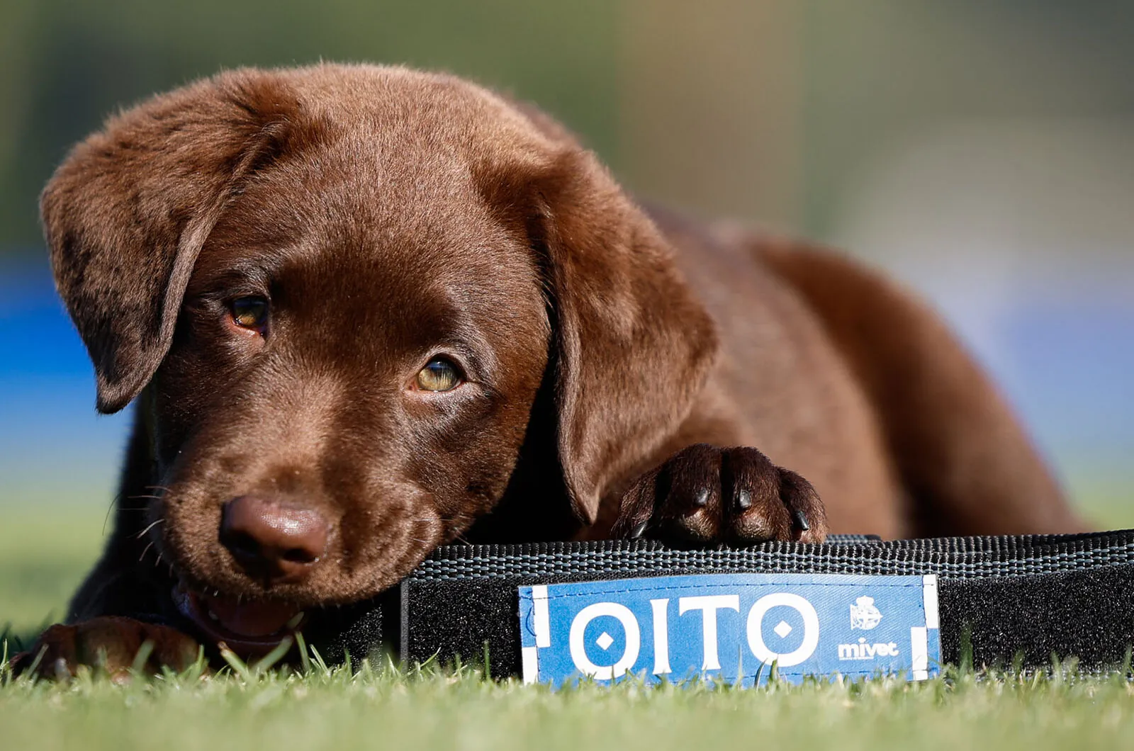 MiVet, veterinario oficial de Oito, la nueva mascota del RC Deportivo