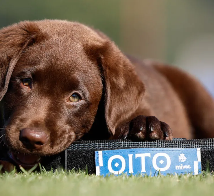 MiVet, veterinario oficial de Oito, la nueva mascota del RC Deportivo