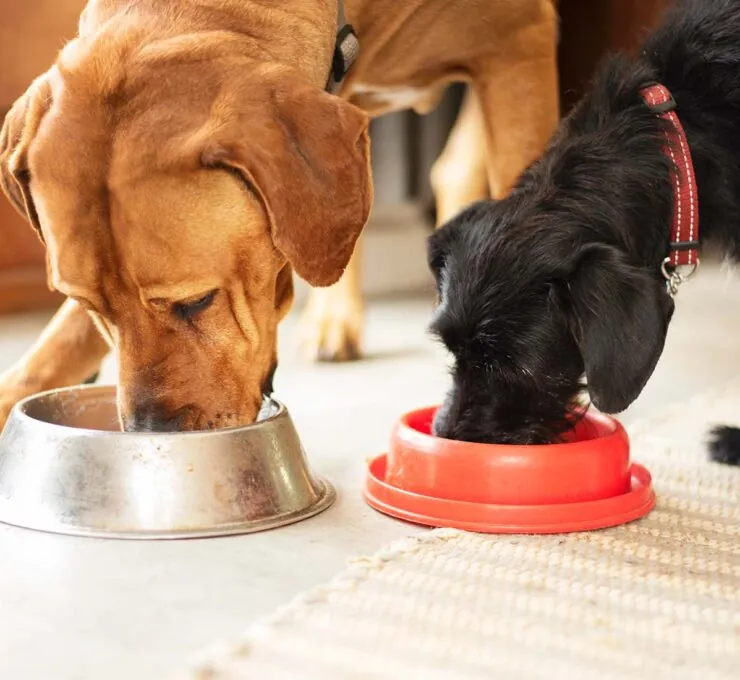 ¿Qué es la dieta BARF para perros?