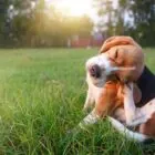 Cómo quitar una garrapata a un perro paso a paso