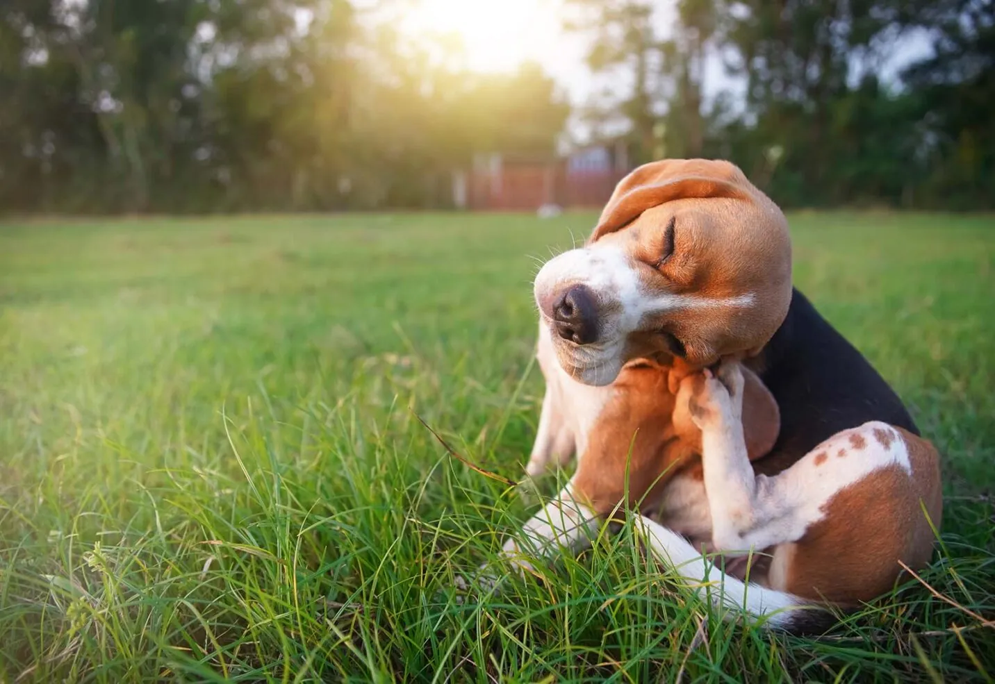 Cómo quitar una garrapata a un perro paso a paso