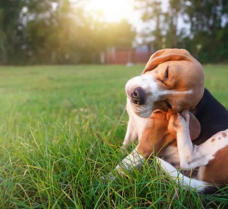 Cómo quitar una garrapata a un perro paso a paso