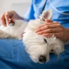 ¿Qué hacer si mi perro tiene diarrea?
