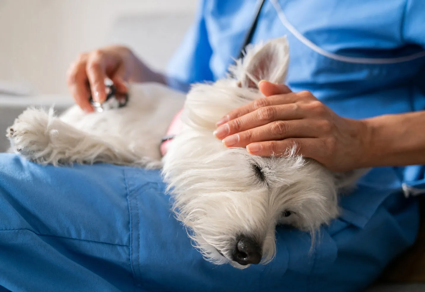 ¿Qué hacer si mi perro tiene diarrea?