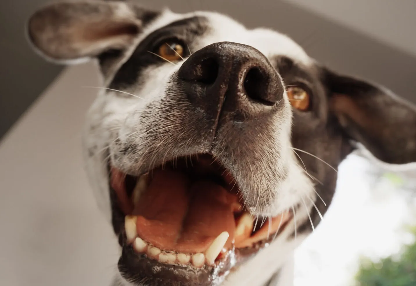 ¿Cómo eliminar el mal aliento en perros?