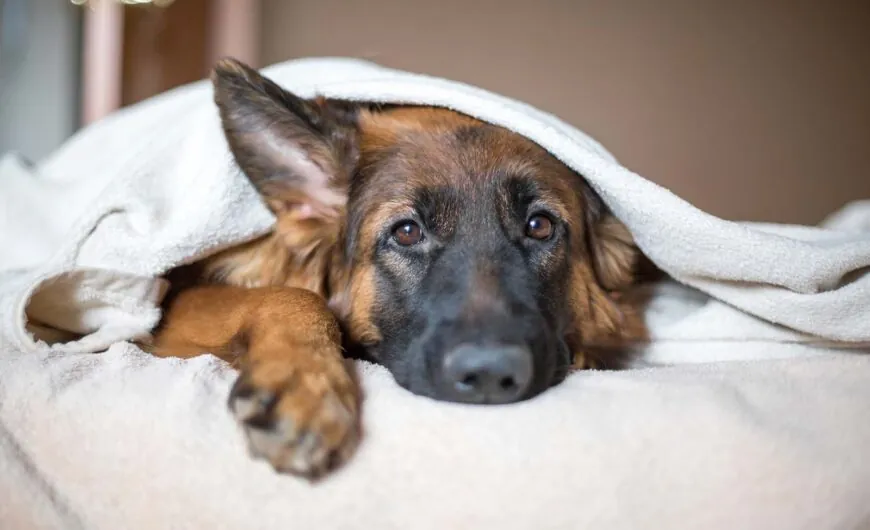 ¿Qué es y cómo tratar el moquillo en perros?