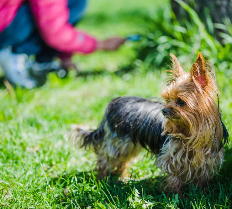 Yorkshire Terrier