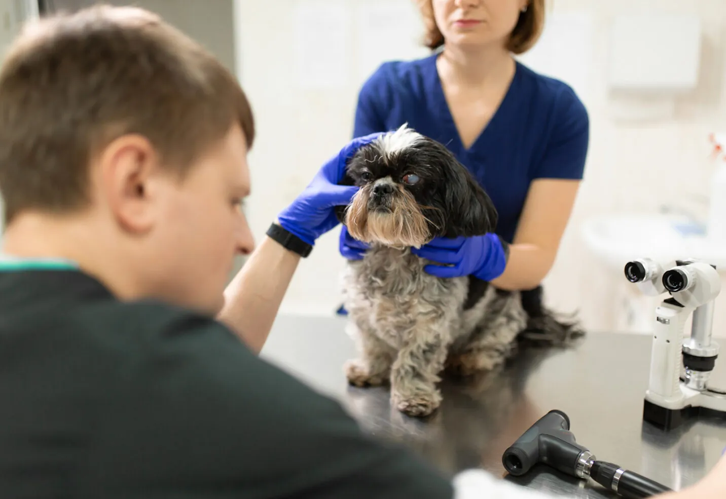 Glaucoma en perros: síntomas y tratamiento