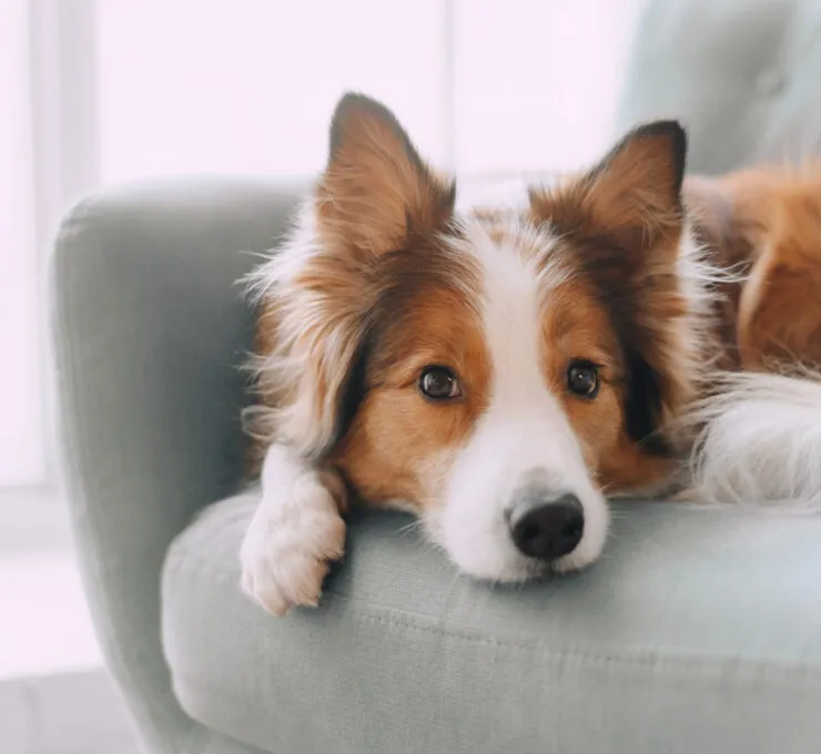 Pancreatitis en perros: síntomas y tratamiento Pancreatitis en perros: síntomas y tratamiento