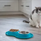 ¿Por qué mi gato no come?