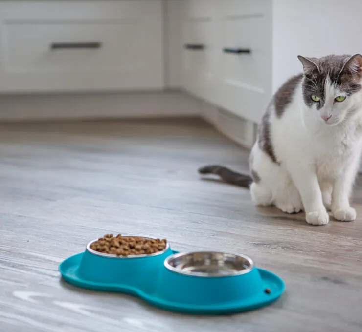 ¿Por qué mi gato no come? ¿Por qué mi gato no come?