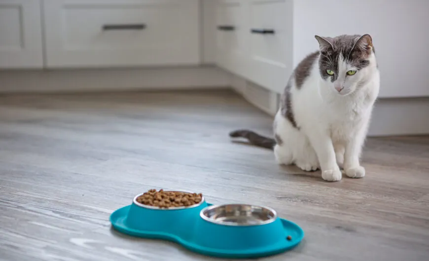 ¿Por qué mi gato no come?