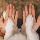 One Health: conectando bienestar animal y salud global One Health: conectando bienestar animal y salud global