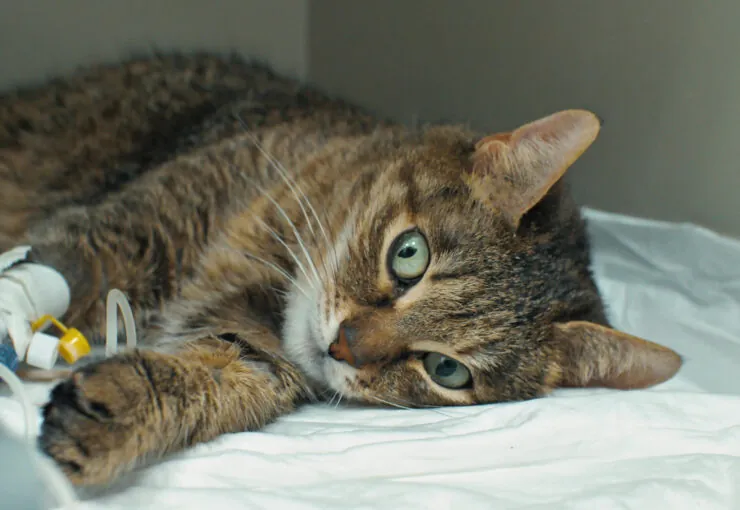 Pancreatitis en gatos: causas, síntomas y tratamiento