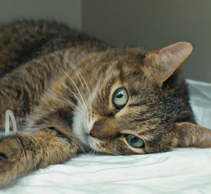 Pancreatitis en gatos: causas, síntomas y tratamiento Pancreatitis en gatos: causas, síntomas y tratamiento