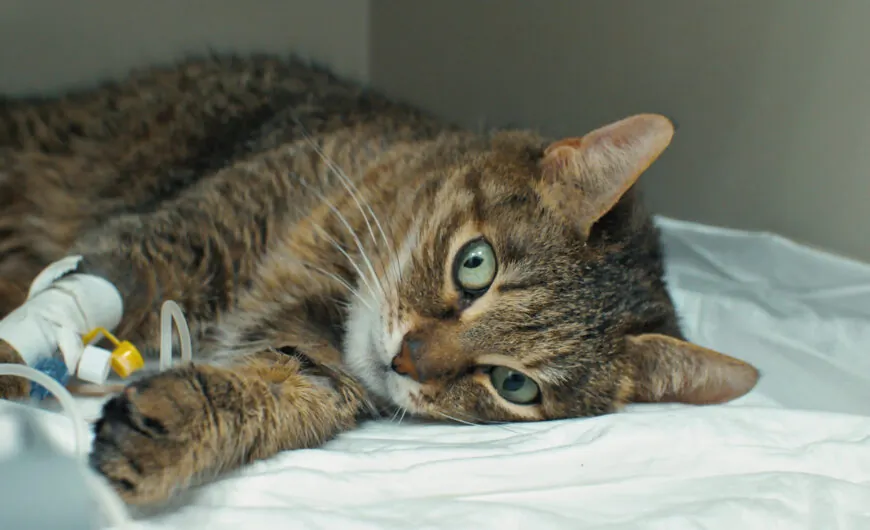 Pancreatitis en gatos: causas, síntomas y tratamiento
