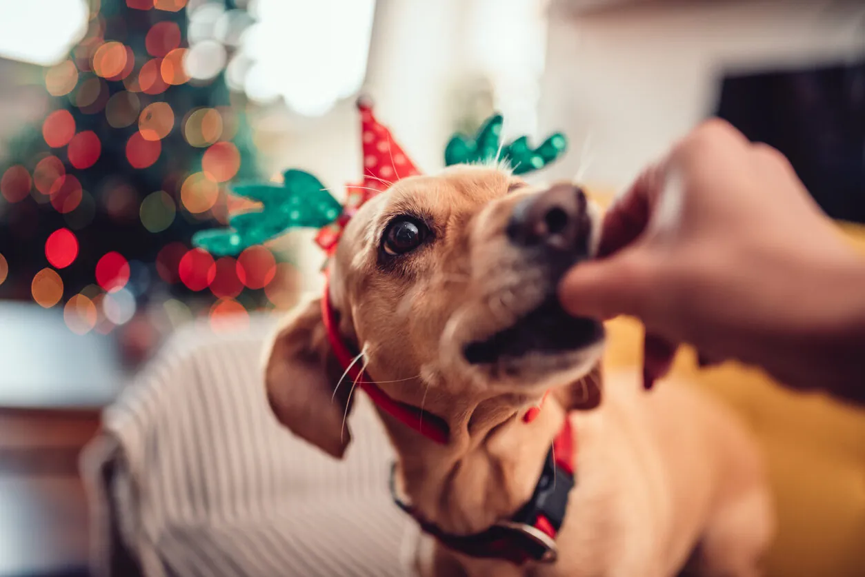 10 alimentos navideños prohibidos para los perros 10 alimentos navideños prohibidos para los perros