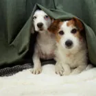 ¿Por qué los animales se asustan con la pirotecnia? Consejos para calmarlos estas navidades ¿Por qué los animales se asustan con la pirotecnia? Consejos para calmarlos estas navidades