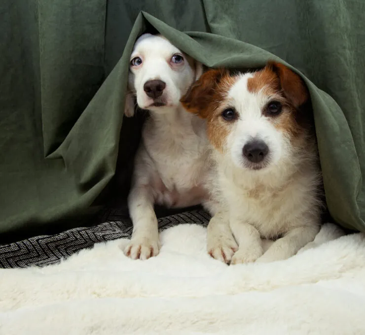 ¿Por qué los animales se asustan con la pirotecnia? Consejos para calmarlos estas navidades ¿Por qué los animales se asustan con la pirotecnia? Consejos para calmarlos estas navidades
