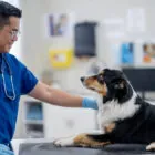 Hernia discal en perros: qué es, causas y tratamientos Hernia discal en perros: qué es, causas y tratamientos