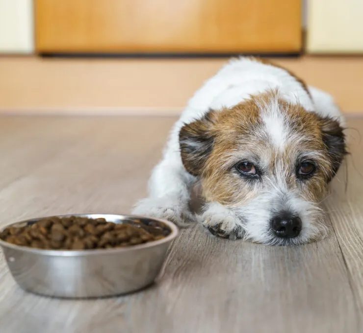 ¿Cómo detectar el dolor abdominal en perros y qué causas tiene? ¿Cómo detectar el dolor abdominal en perros y qué causas tiene?